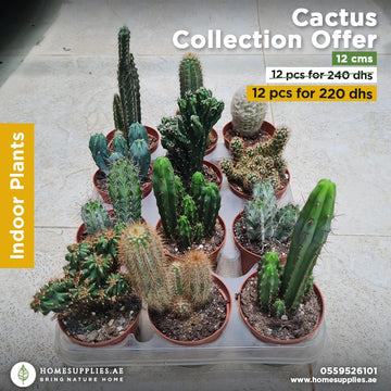 Cactus Collection Offer